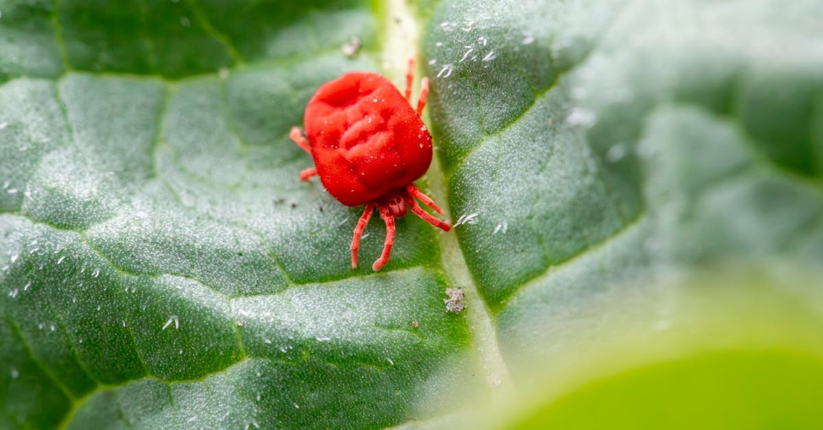 Save Your Apple Leaves: Simple, Safe Tricks to Defeat Spider Mites for Good