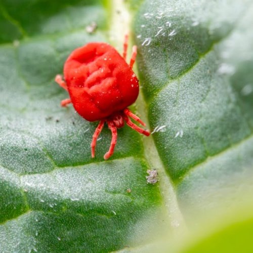 Save Your Apple Leaves: Simple, Safe Tricks to Defeat Spider Mites for Good