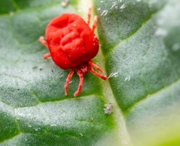 Save Your Apple Leaves: Simple, Safe Tricks to Defeat Spider Mites for Good