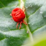 Save Your Apple Leaves: Simple, Safe Tricks to Defeat Spider Mites for Good