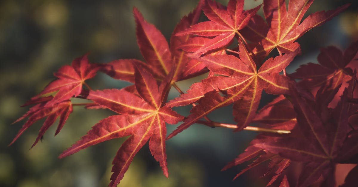 Maples Made Easy: Picking the Perfect Trees for a Park-Like Backyard