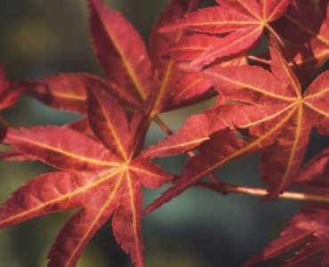Maples Made Easy: Picking the Perfect Trees for a Park-Like Backyard