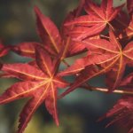 Maples Made Easy: Picking the Perfect Trees for a Park-Like Backyard