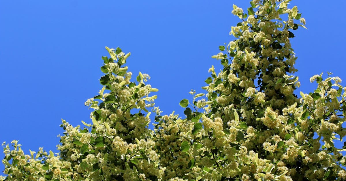 From Sapling to Shade: Choosing the Perfect Small‑Leaved Lindens for a Picture‑Perfect Home Alley