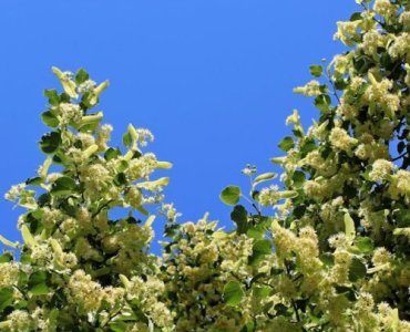 From Sapling to Shade: Choosing the Perfect Small‑Leaved Lindens for a Picture‑Perfect Home Alley