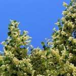 From Sapling to Shade: Choosing the Perfect Small‑Leaved Lindens for a Picture‑Perfect Home Alley
