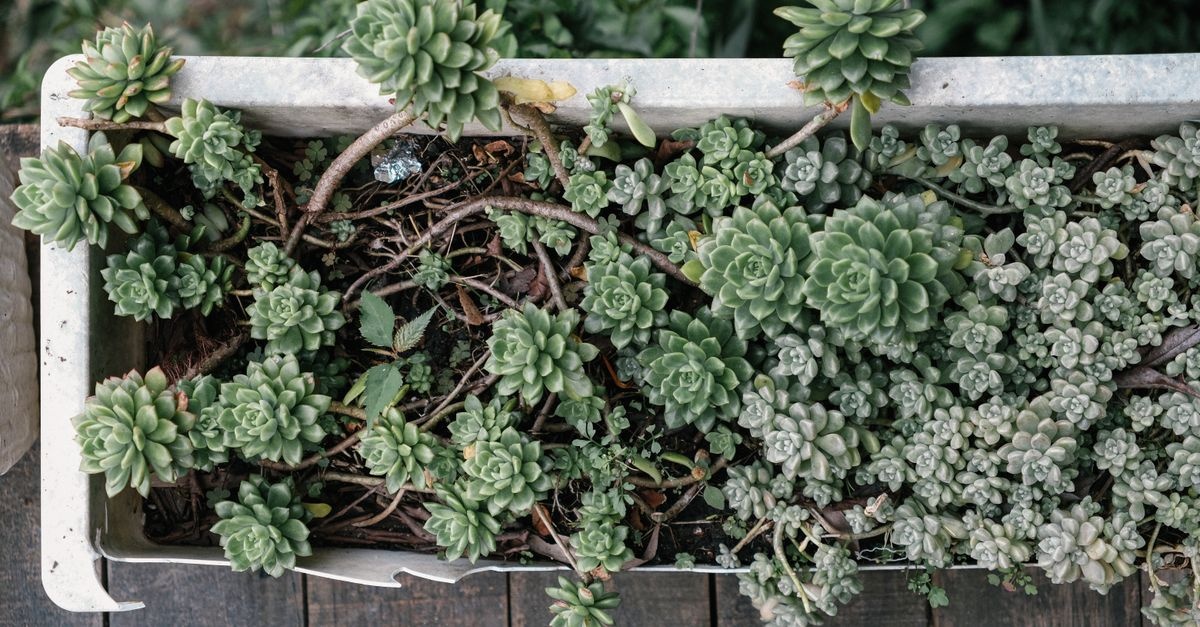 Heat-Proof Balcony Bliss: Plants That Love Full Sun and Little Water