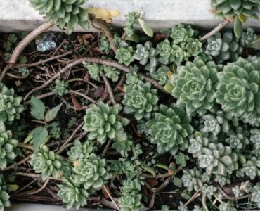 Heat-Proof Balcony Bliss: Plants That Love Full Sun and Little Water
