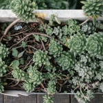 Heat-Proof Balcony Bliss: Plants That Love Full Sun and Little Water