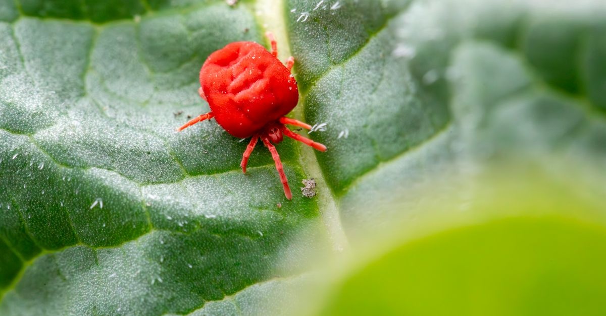 Defeat Spider Mites Naturally: Your Step-by-Step Rescue Plan for Thriving Fruit Trees
