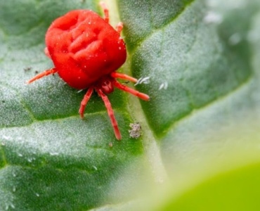 Defeat Spider Mites Naturally: Your Step-by-Step Rescue Plan for Thriving Fruit Trees