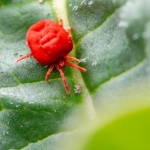 Defeat Spider Mites Naturally: Your Step-by-Step Rescue Plan for Thriving Fruit Trees