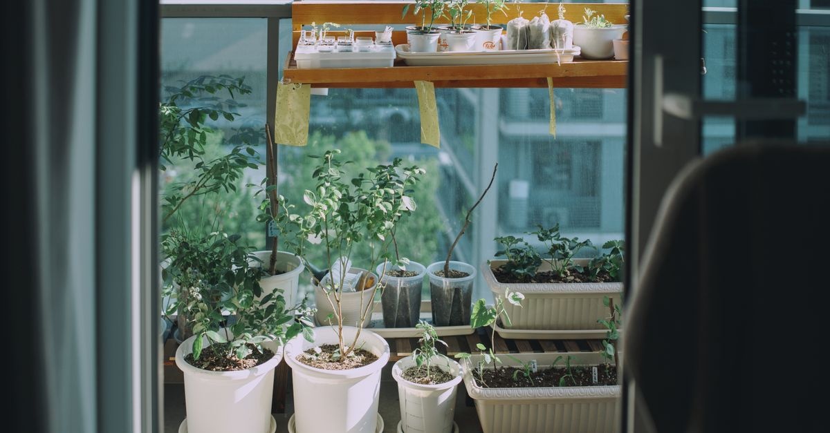 Tiny Balcony, Mighty Harvest: Smart Strategies for Abundant Veggies