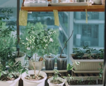 Tiny Balcony, Mighty Harvest: Smart Strategies for Abundant Veggies