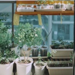 Tiny Balcony, Mighty Harvest: Smart Strategies for Abundant Veggies