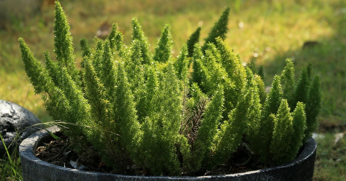 Small but Mighty: Choosing Dwarf Conifers That Thrive in Pots and Patios