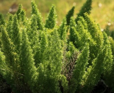 Small but Mighty: Choosing Dwarf Conifers That Thrive in Pots and Patios