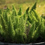 Small but Mighty: Choosing Dwarf Conifers That Thrive in Pots and Patios