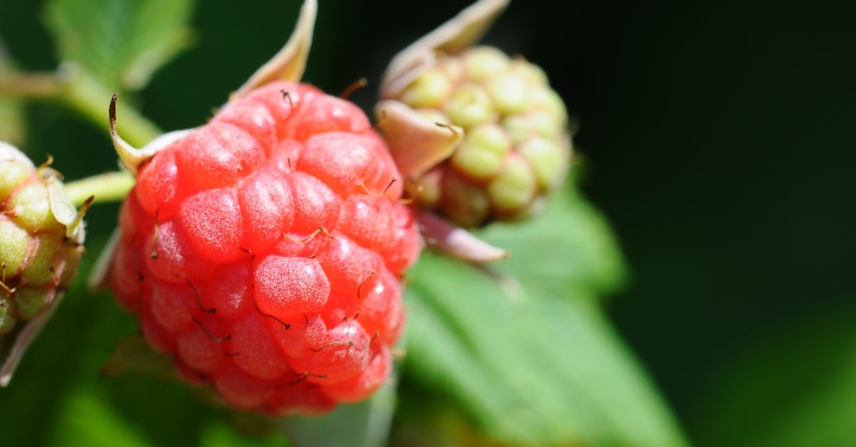 Save Your Raspberries Naturally: Brew a Garlic Decoction to Beat Blight