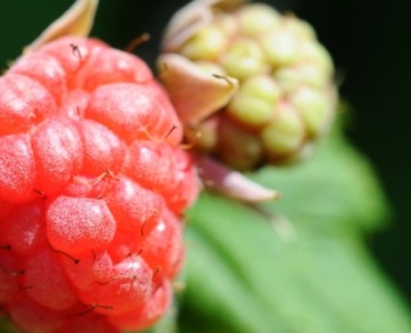 Save Your Raspberries Naturally: Brew a Garlic Decoction to Beat Blight