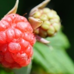 Save Your Raspberries Naturally: Brew a Garlic Decoction to Beat Blight