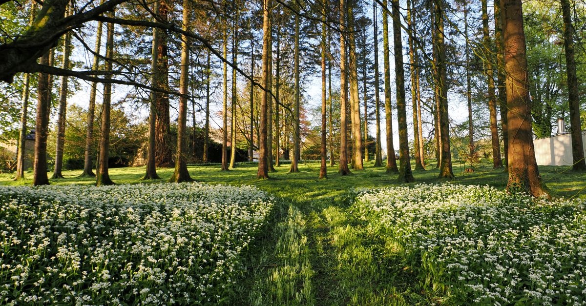 From Shade to Sanctuary: Designing a Woodland Garden with Natural Undergrowth