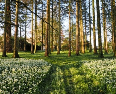From Shade to Sanctuary: Designing a Woodland Garden with Natural Undergrowth