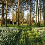 From Shade to Sanctuary: Designing a Woodland Garden with Natural Undergrowth
