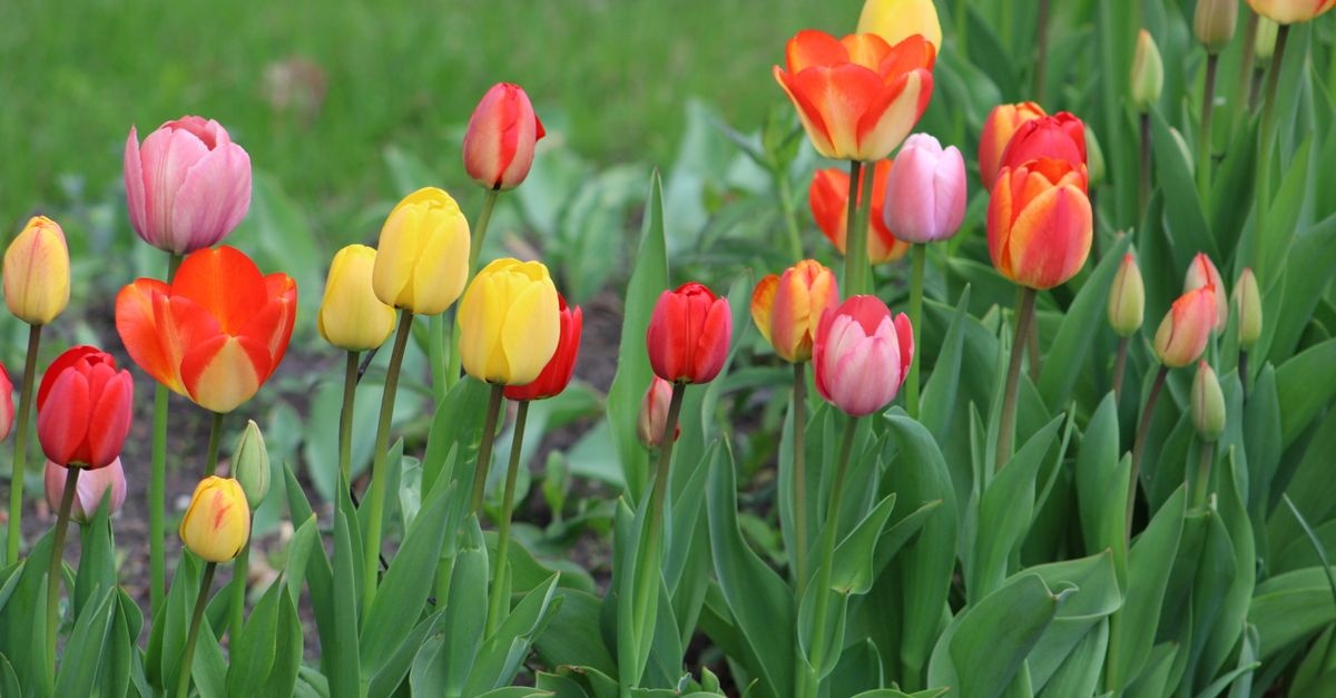 May in Bloom: Inspiring Tulip Arrangement Ideas for a Radiant Garden