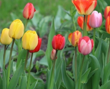 May in Bloom: Inspiring Tulip Arrangement Ideas for a Radiant Garden