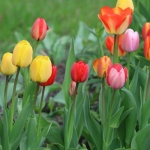 May in Bloom: Inspiring Tulip Arrangement Ideas for a Radiant Garden