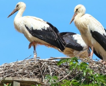 Sky-High Sanctuary: Build a Wooden Nesting Platform to Welcome Storks