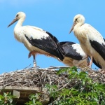 Sky-High Sanctuary: Build a Wooden Nesting Platform to Welcome Storks
