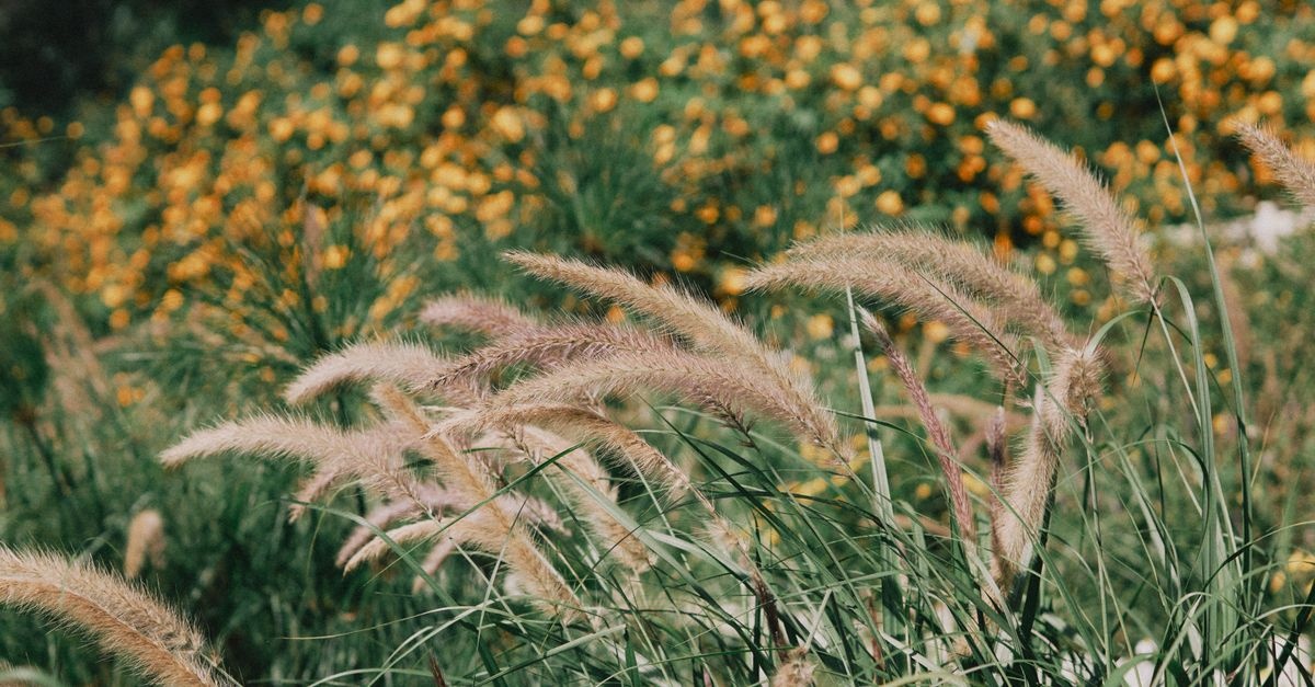 Transform Your Garden with Perennial Ornamental Grasses: Inspiring Bed Designs for Year-Round Charm