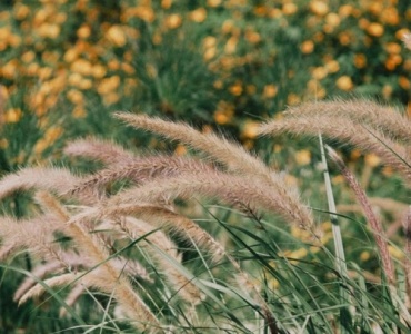 Transform Your Garden with Perennial Ornamental Grasses: Inspiring Bed Designs for Year-Round Charm