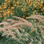 Transform Your Garden with Perennial Ornamental Grasses: Inspiring Bed Designs for Year-Round Charm