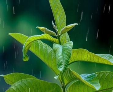 Rain Garden Masterclass: Planting Natural Filters for Cleaner Runoff and Year-Round Color