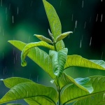 Rain Garden Masterclass: Planting Natural Filters for Cleaner Runoff and Year-Round Color