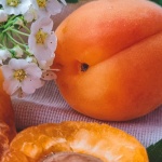From Balcony to Bowl: Grow Juicy Apricots in Containers